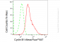 KD-Validated Anti-Cyclin B1 Rabbit Monoclonal Antibody